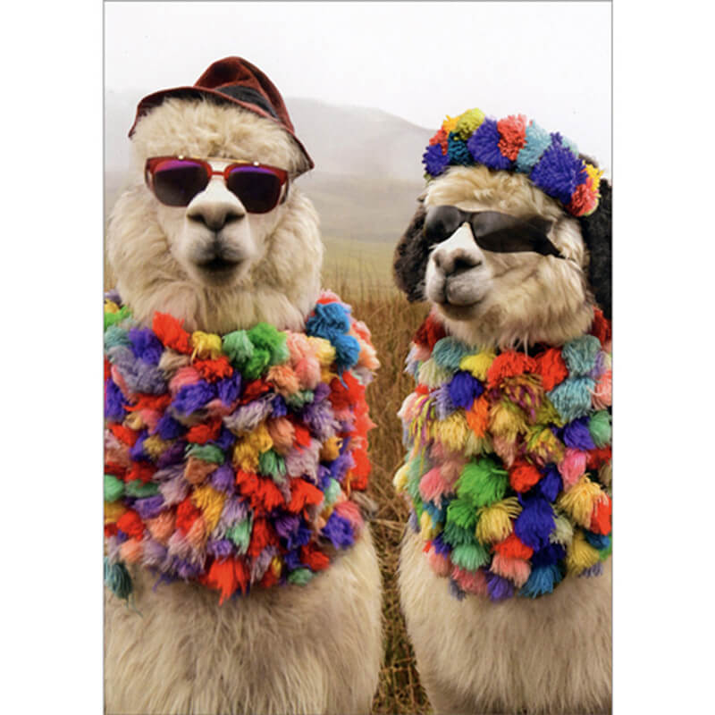Avanti Anniversary Card - Alpaca Fedora Dude