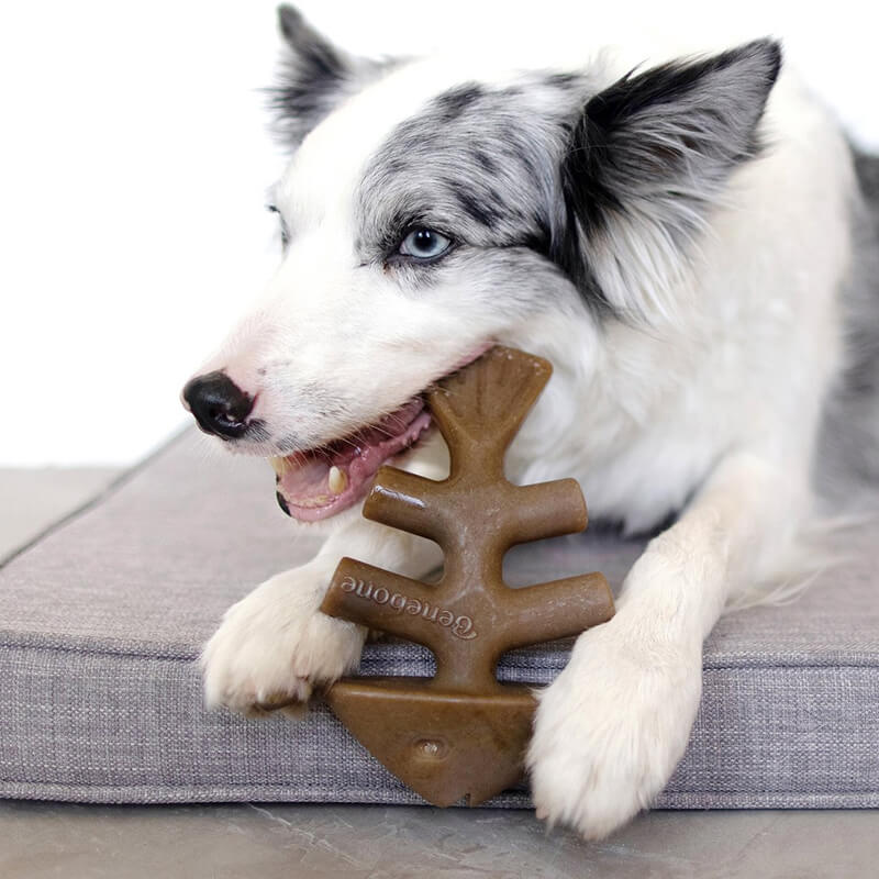 Benebone Salmon Flavored Fish Bone