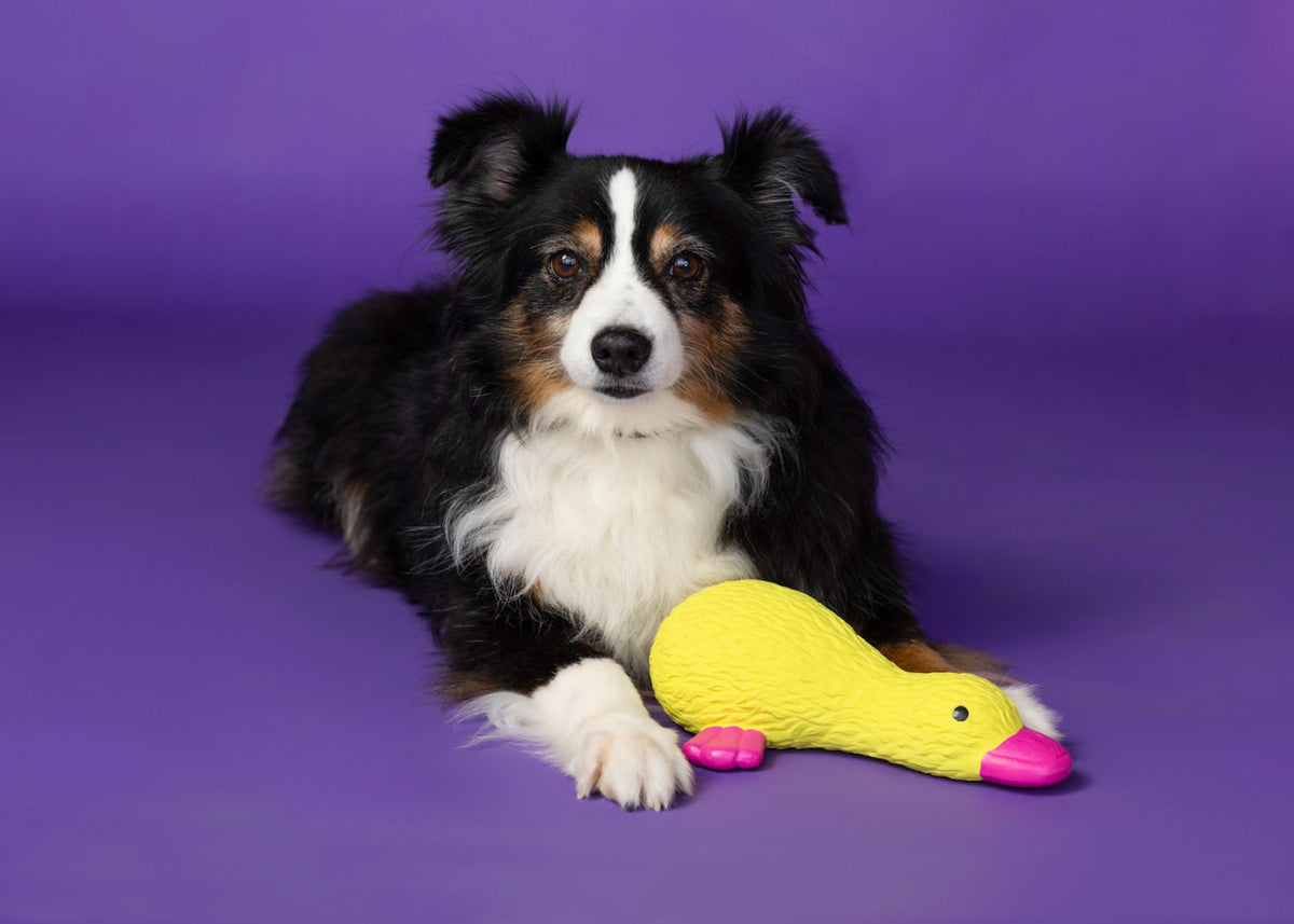 Multipet Pet Latex Duckworth