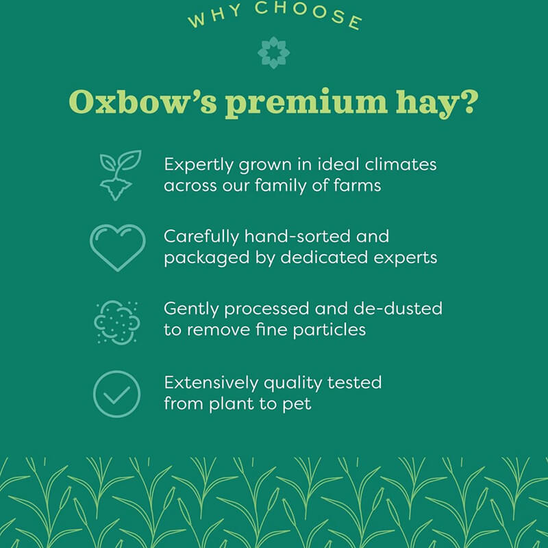 Oxbow Oat Hay 15 oz