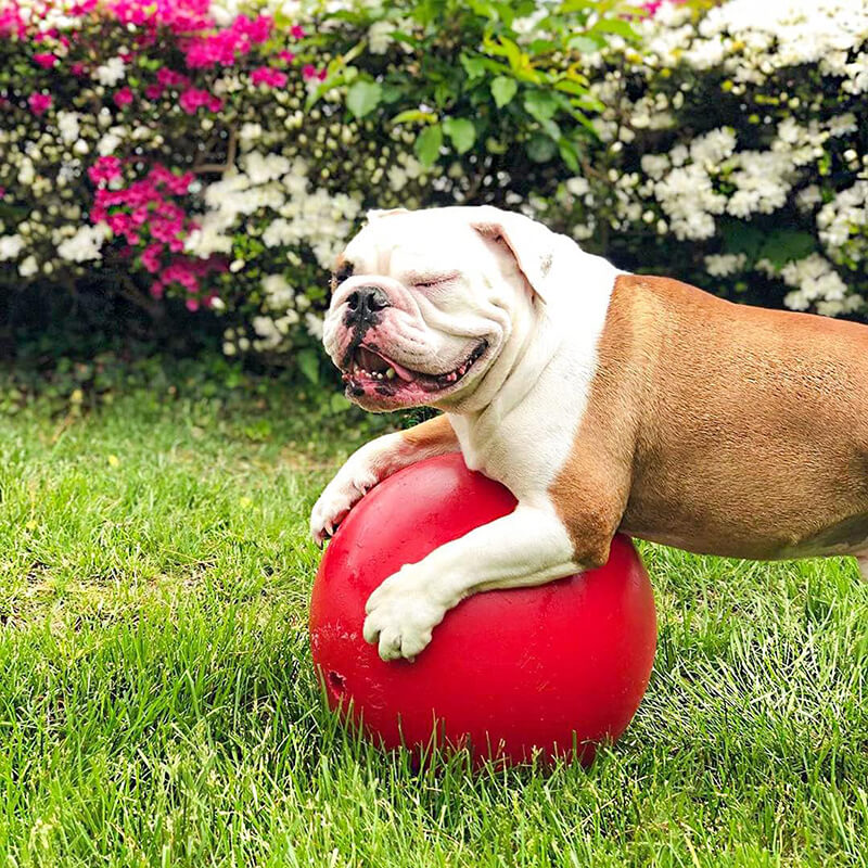 Jolly Pets Push-N-Play