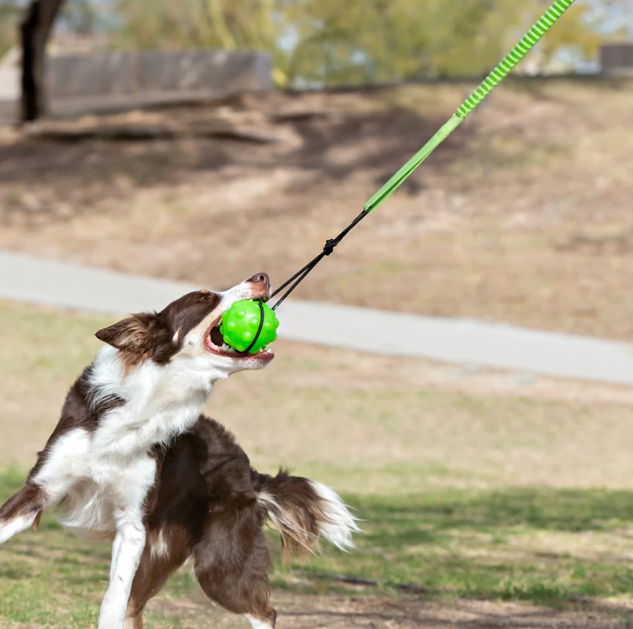 Jolly Pets Tree Tugger Bungee