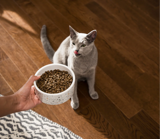 Open Farm Cat Farmstead Duck