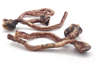 Tuesday's Duck Trachea