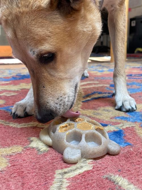Soda Pup Nylon Turtle Chew & Enrichment Toy