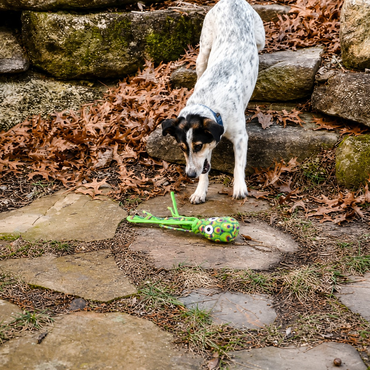 Tuffy® Green Squid