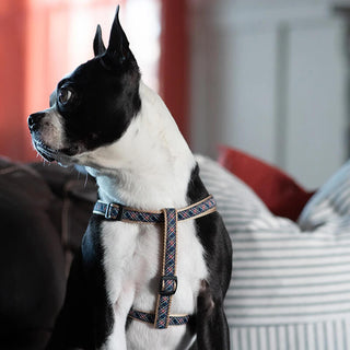 Up Country Harness Black Tartan