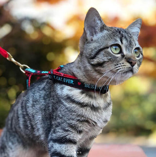 Up Country Cat Harness & Lead Set Pop Hearts