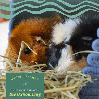 Oxbow Oat Hay 15 oz