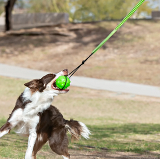 Jolly Pets Tree Tugger Bungee