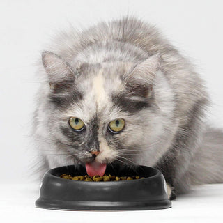 Open Farm Cat Wild Salmon